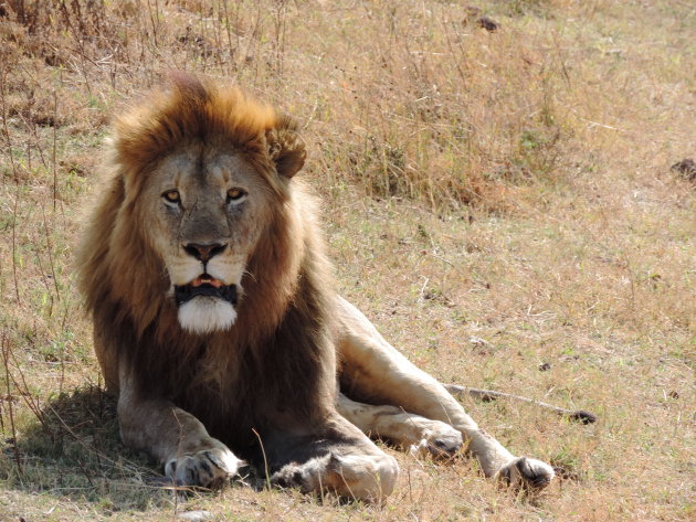 King of Ngorongoro