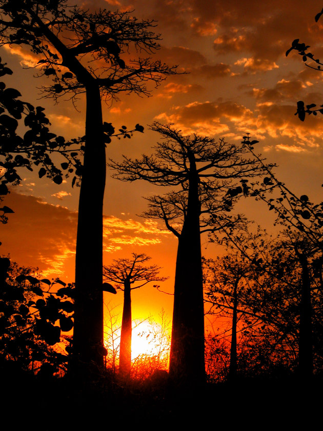 Sunset baobabs