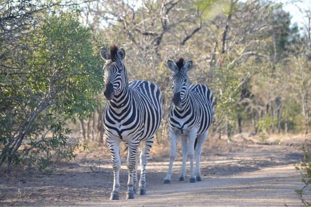 Zebra's spotten tijdens wandelsafari