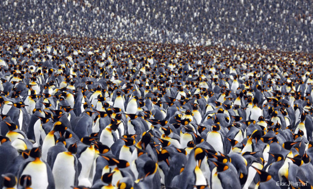 Heel veel pinguïns
