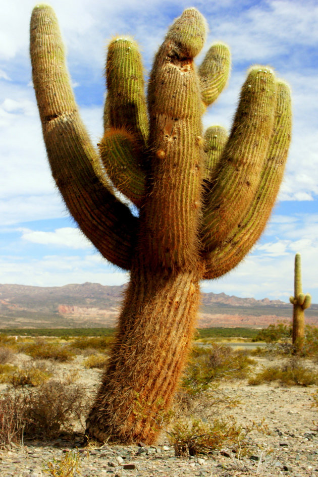 Cactus Arie