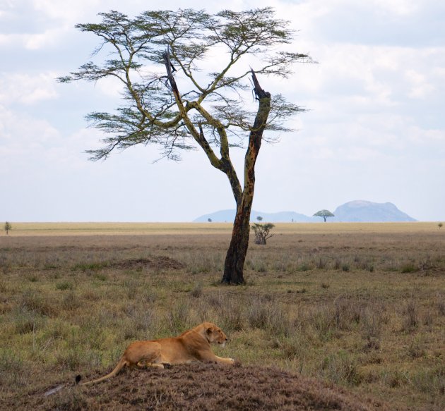 Leeuwin - Boom - Serengeti