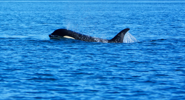 Een spuitende Killer whale in Britisch Columbia