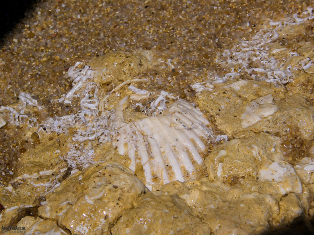 Fossielen in de rotsen