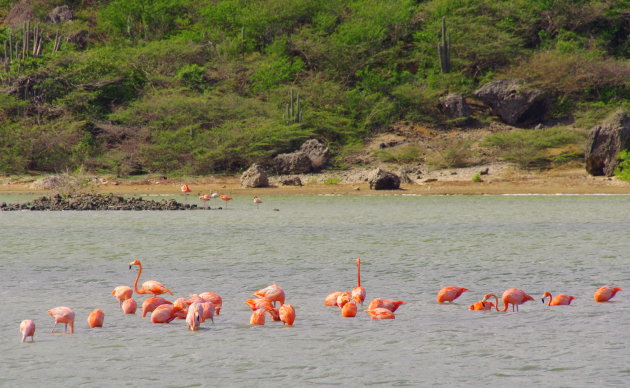 Kom dichtbij de flamingo's