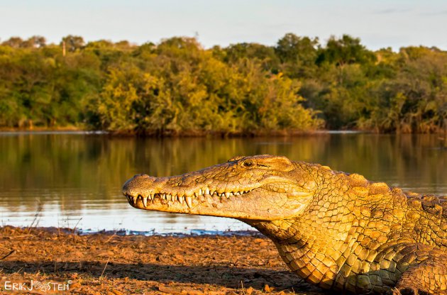 Krokodil in Mpumalanga