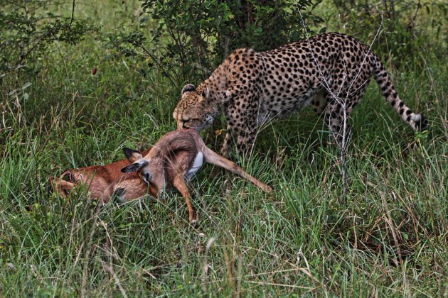 Cheetah met Prooi