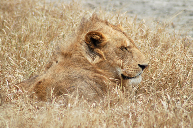 Leeuwen en zeesterren in Tanzania en Zanzibar