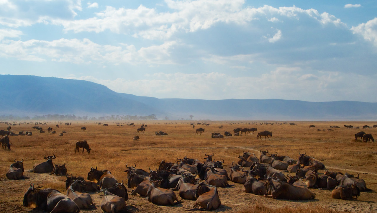 Wildebeesten in de Ngorongoro krater