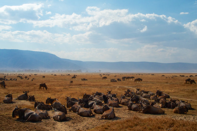 Wildebeesten in de Ngorongoro krater