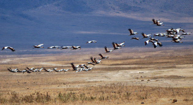 Kroonkraanvogels in Ngorongoro-krater