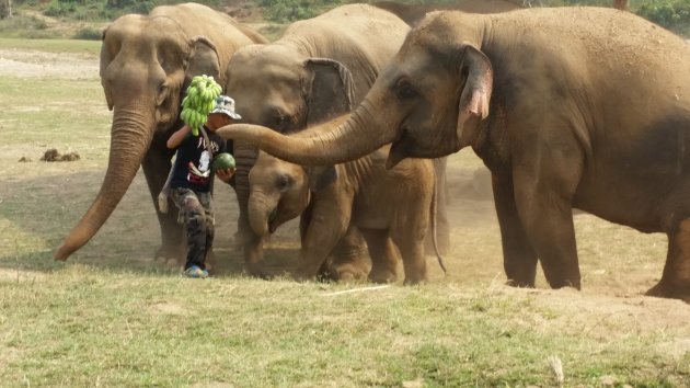 Olifanten in vrijheid, schaars in Thailand