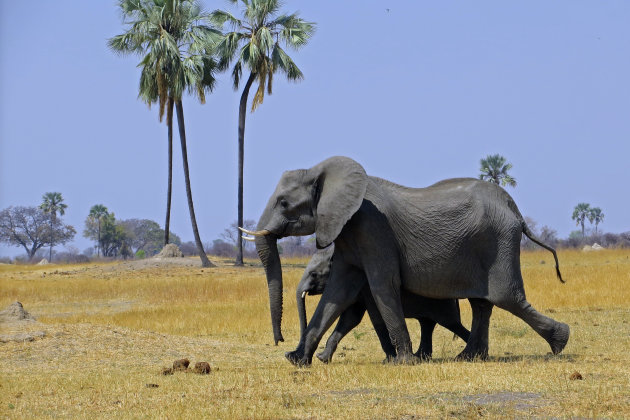 Olifanten in Hwange