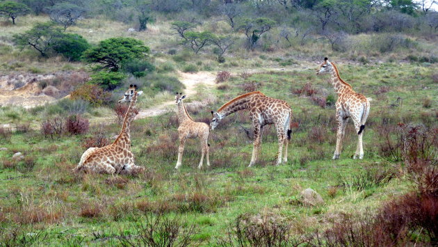 jonge giraffe en haar moeder