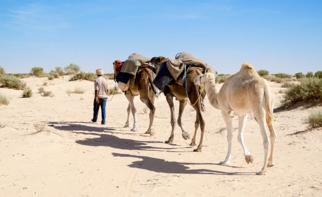 Wandelen in de Sahara