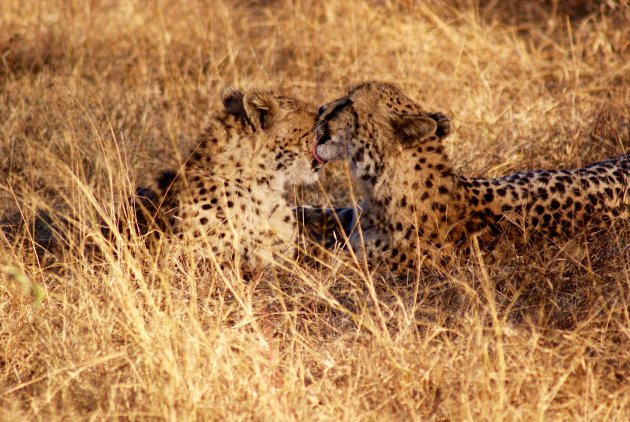 Twee cheetah broers ter nagedachtenis.