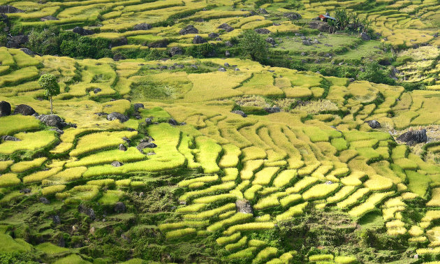 Tana Toraja rijstvelden trekking