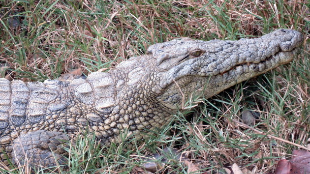 gevaarlijke krokodil