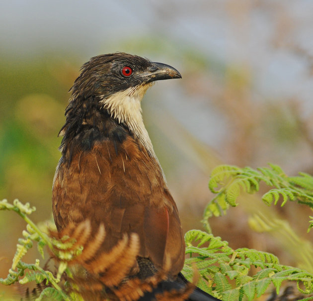 Coppery-tailed Coucal!