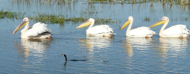 Watervogels in Lake Ziway