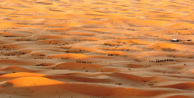 Schepen van de woestijn