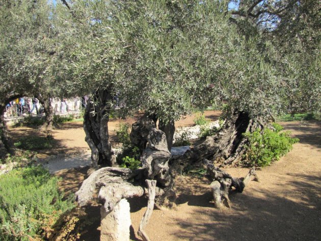 Hof van Gethsemane