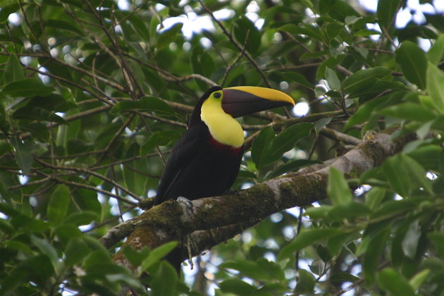 Chestnut mandibeld toucan