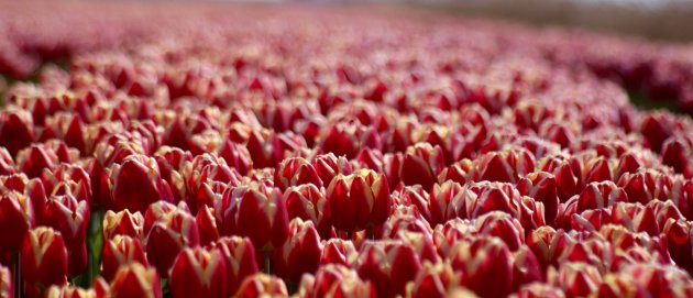 Tulpen... echt Nederlands of toch Turks??