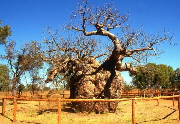 Gevangenis-baobab.