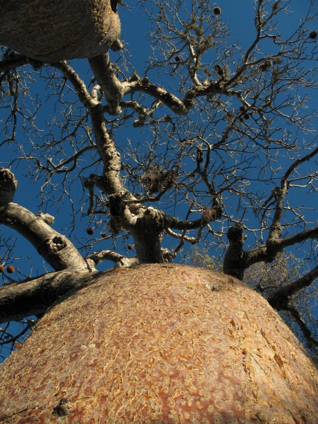 Dikke Baobab