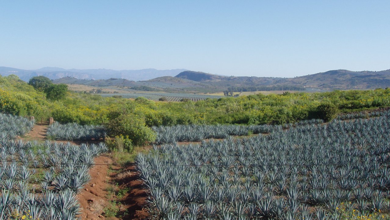 Tequila industrie