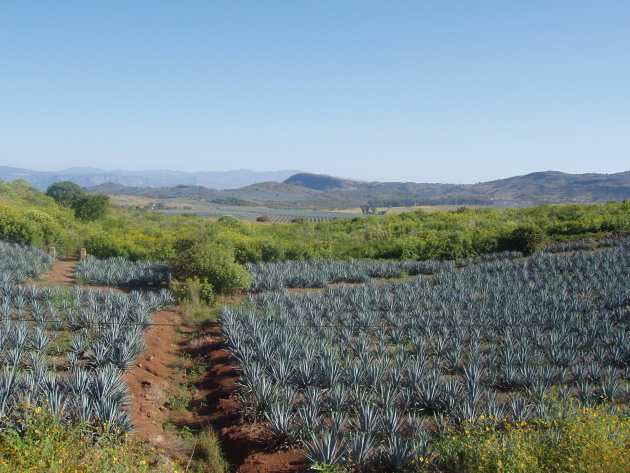 Tequila industrie