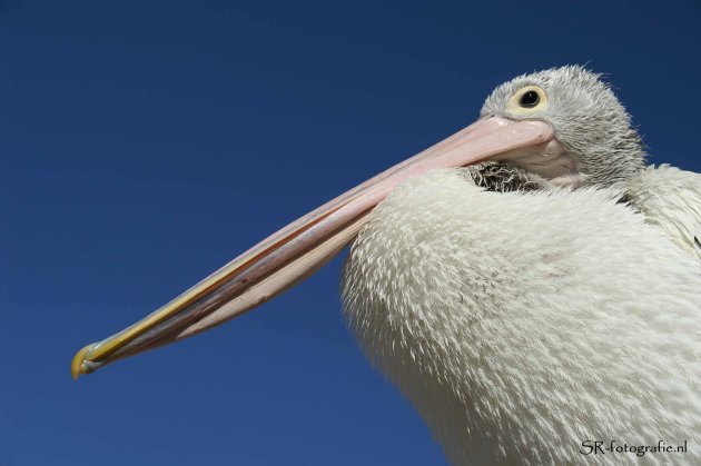 Ontmoeting met een pelikaan