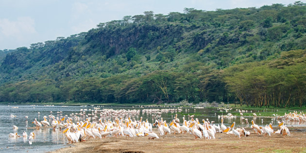 Pelikanen panorama 