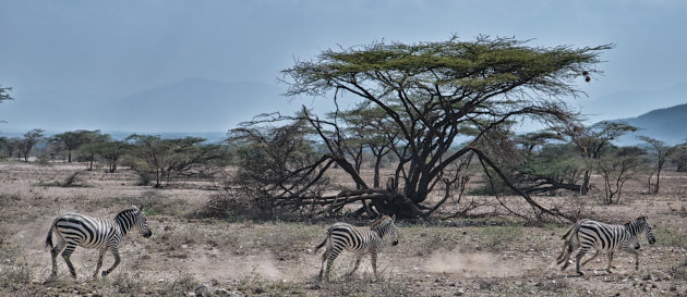Opwaaiend stof door vluchtende Zebra's