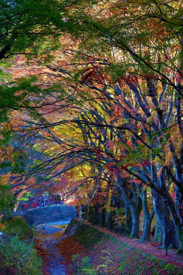 Maple leaf corridor