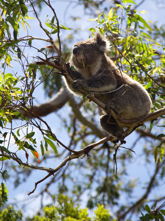 Koala's bij Cape Otway