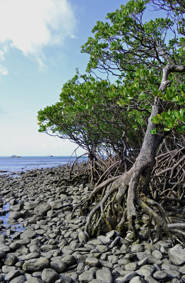 Grillige wortels van mangrovebomen