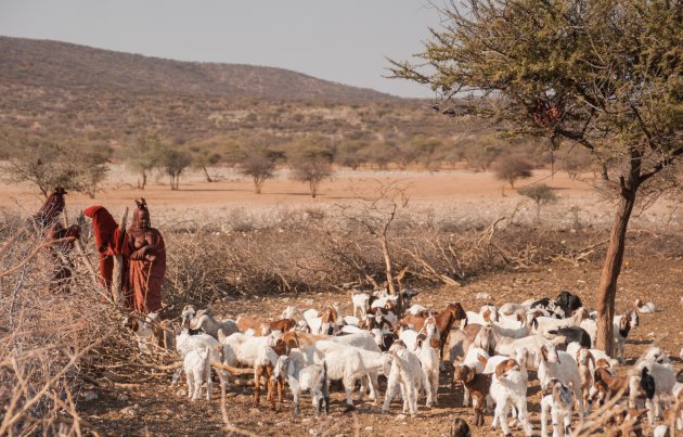 Himba dames en hun geiten