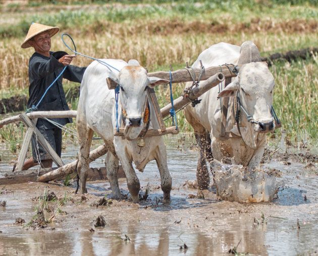 Landwerk op de rijstvelden