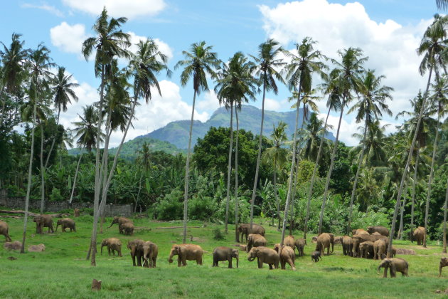 olifanten in Pinnawela