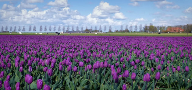 De polder kleurt paars