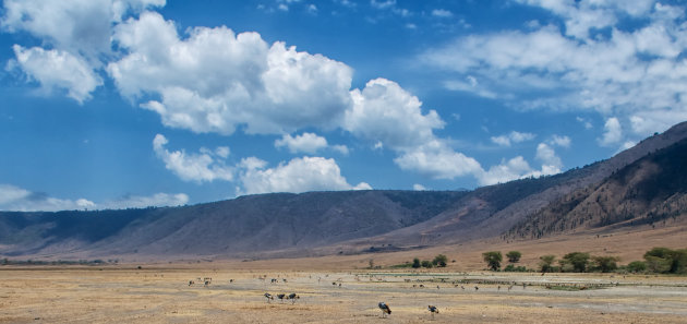Kroonkraanvogels in de Ngorongoro krater 