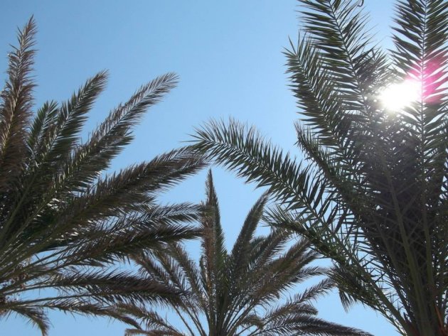 Relaxen onder de palmbomen