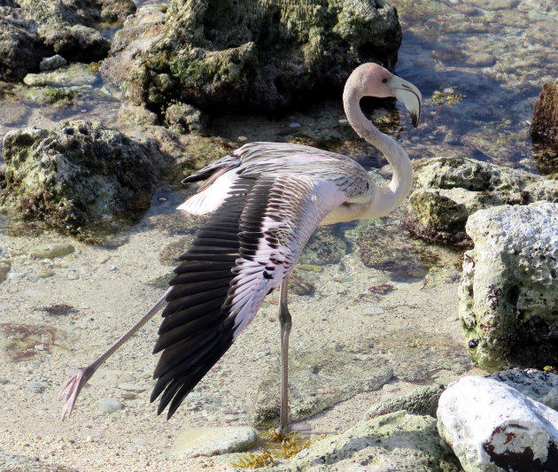 Flamingo vliegpogingen