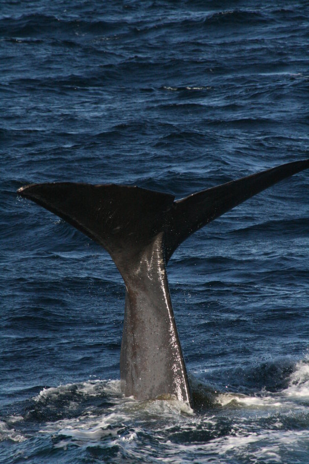 Walvis spotten in de Lofoten