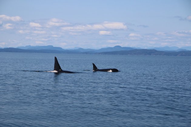 Orcas at the bay