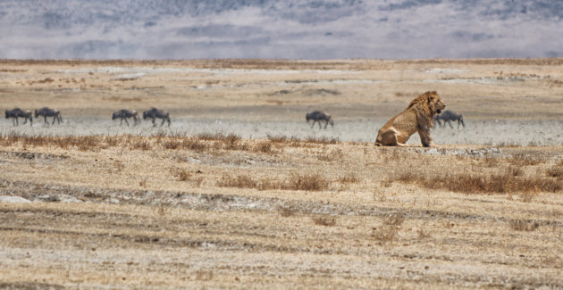 Leeuw en+ Wildebeest +verzengende hitte + Ngorongoro krater