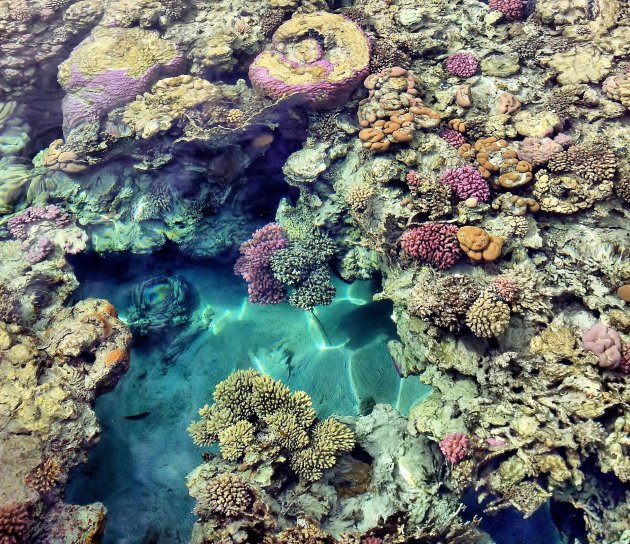 Kleurrijk koraal
