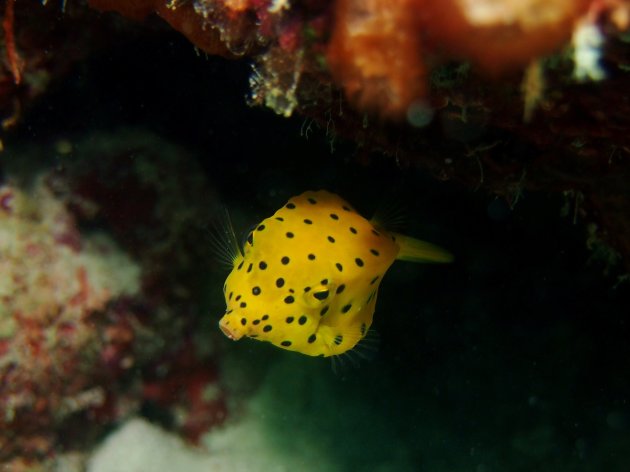 Juvenile yellow boxfish